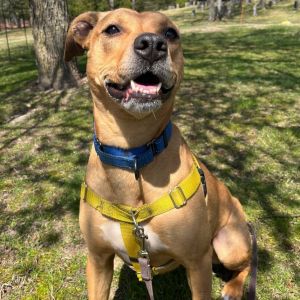 Mollys wish for this Christmas is to find a family and home for the holidays She warms up quickly