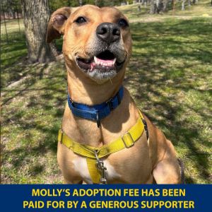 Mollys wishes to find a family and home  Molly warms up quickly and then becomes a loving gentle