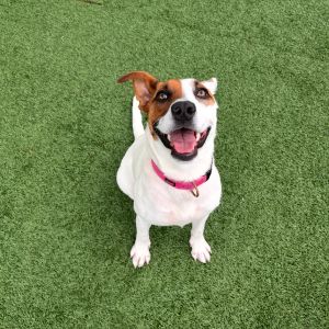 June Bug, Young Female Beagle