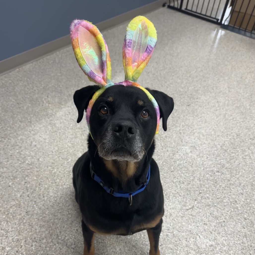 Morey, an adoptable Rottweiler, Labrador Retriever in Detroit Lakes, MN, 56501 | Photo Image 1