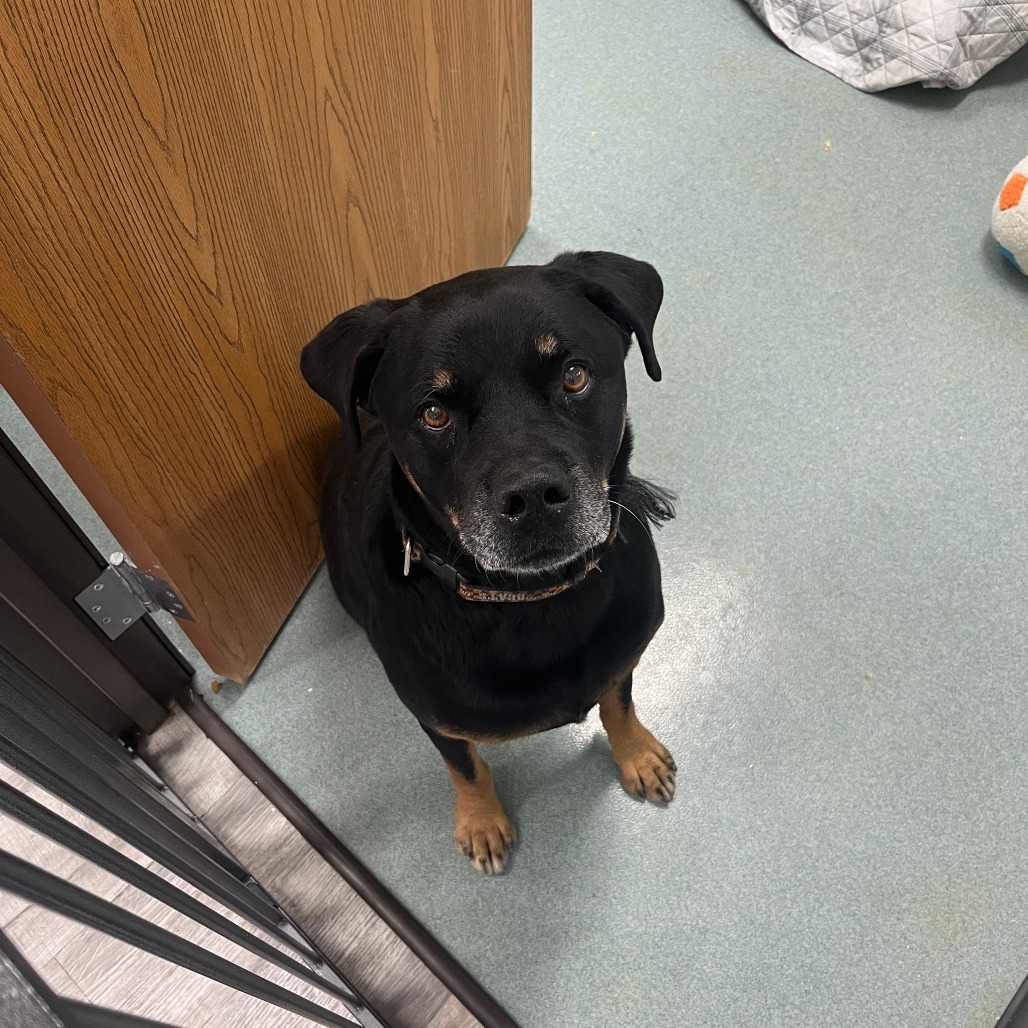 Morey, an adoptable Rottweiler, Labrador Retriever in Detroit Lakes, MN, 56501 | Photo Image 2