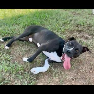 Radio, Adult Male Staffordshire Bull Terrier