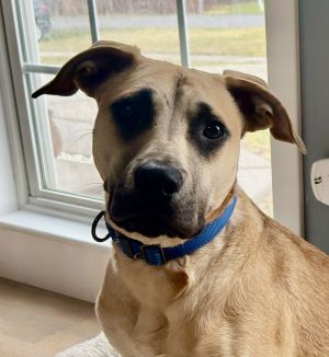 Scooby, Young Male Mountain Cur