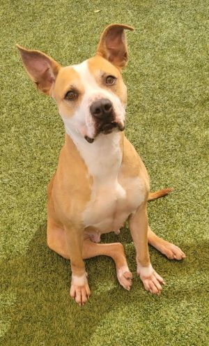 Pearl Pit Bull Terrier Dog