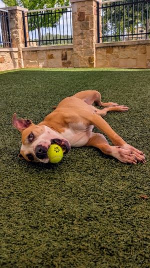 Pearl Pit Bull Terrier Dog
