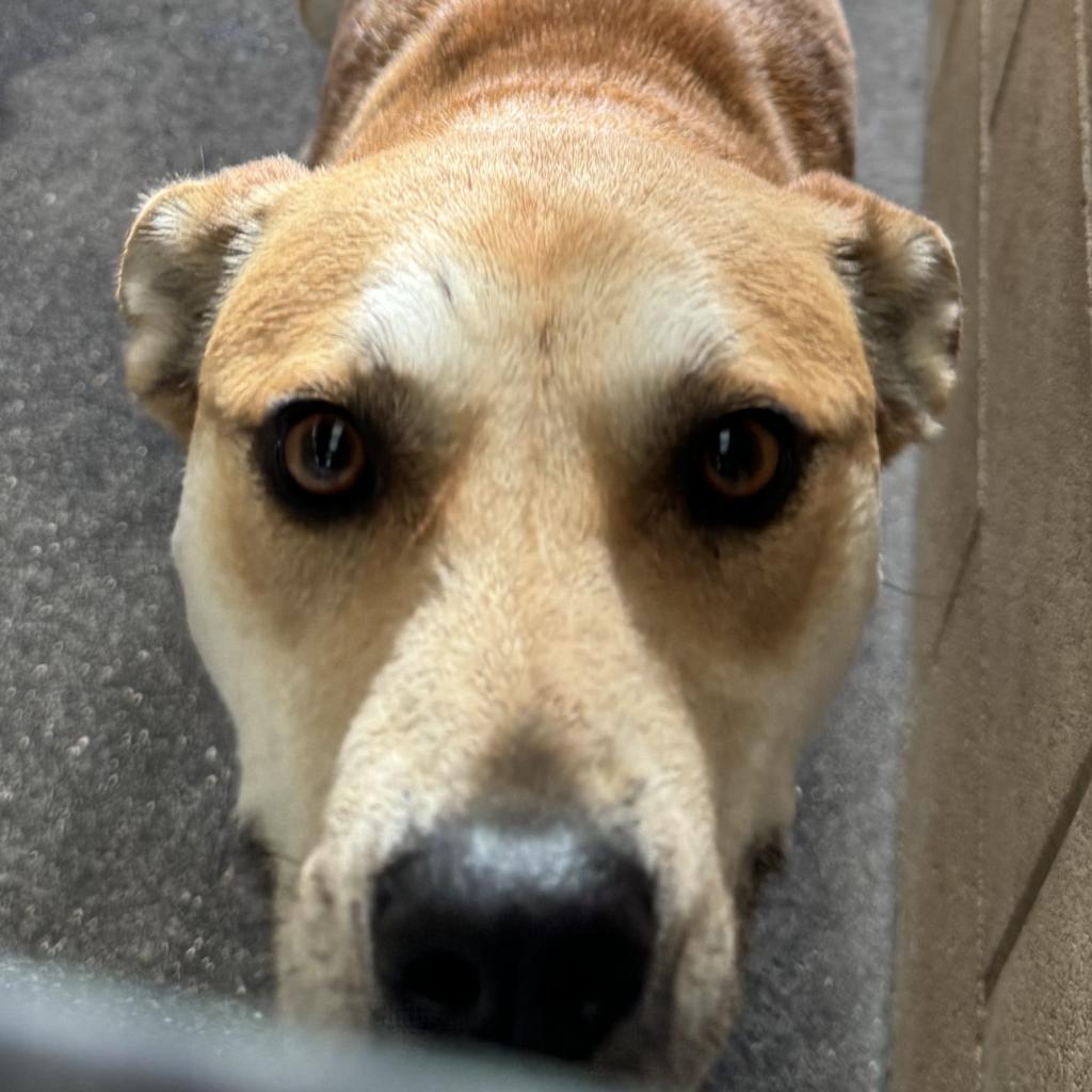 Foxy Girl (COH-A-11245), an adoptable Mixed Breed in Volcano, HI, 96785 | Photo Image 2