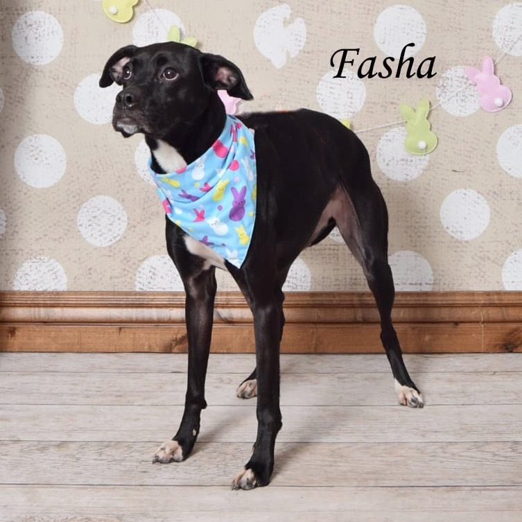 Fasha
