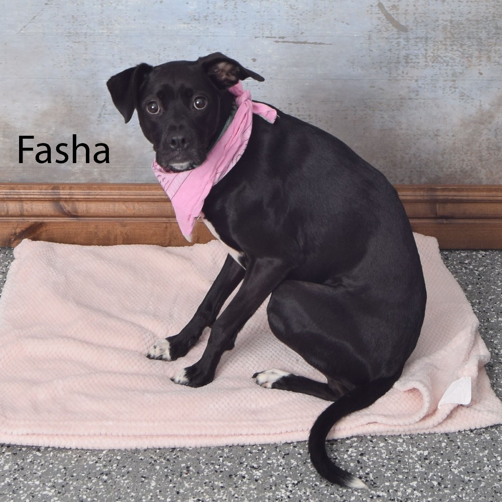 Fasha