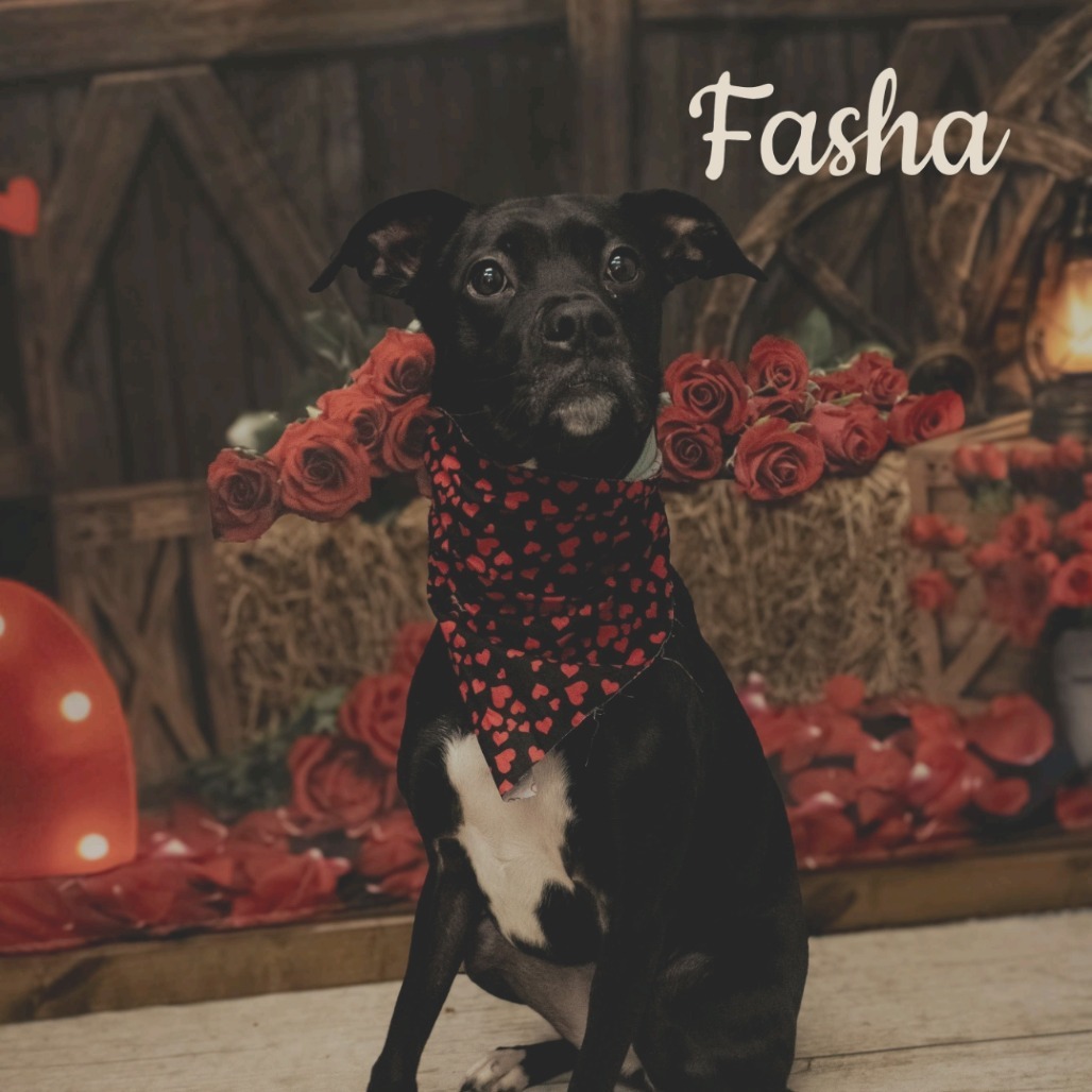 Fasha