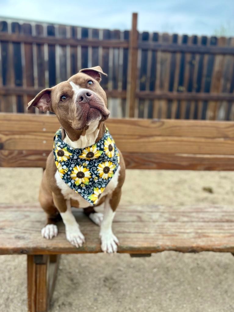 Punkin, an adoptable Mixed Breed in Muskegon, MI, 49442 | Photo Image 1