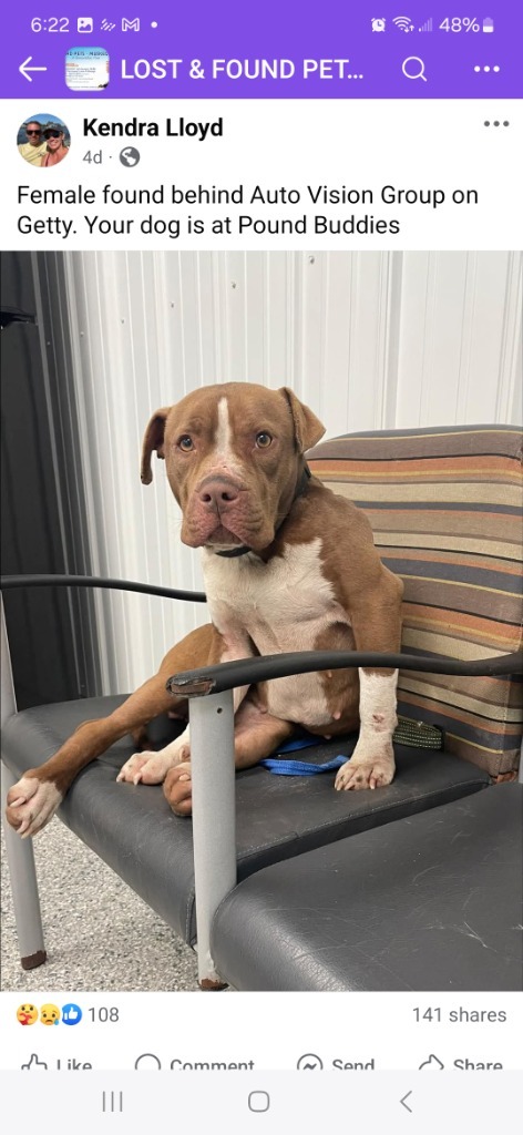 Punkin, an adoptable Mixed Breed in Muskegon, MI, 49442 | Photo Image 2