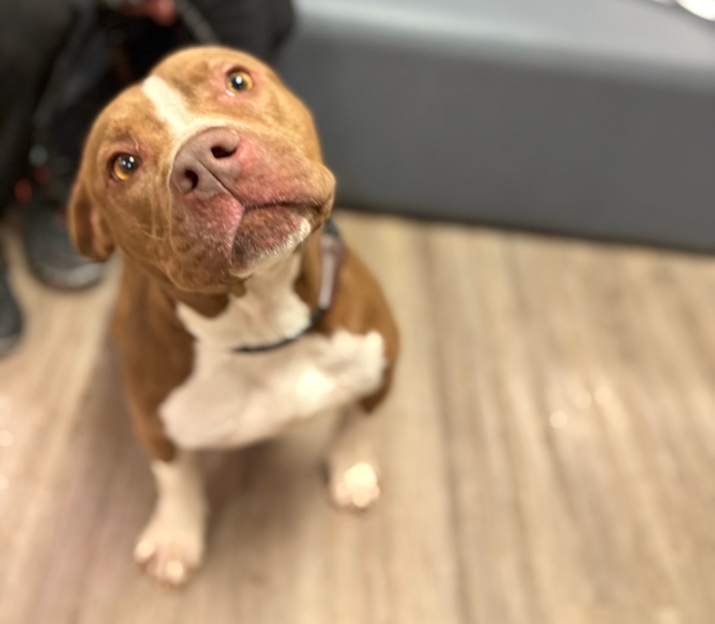 Punkin, an adoptable Mixed Breed in Muskegon, MI, 49442 | Photo Image 3