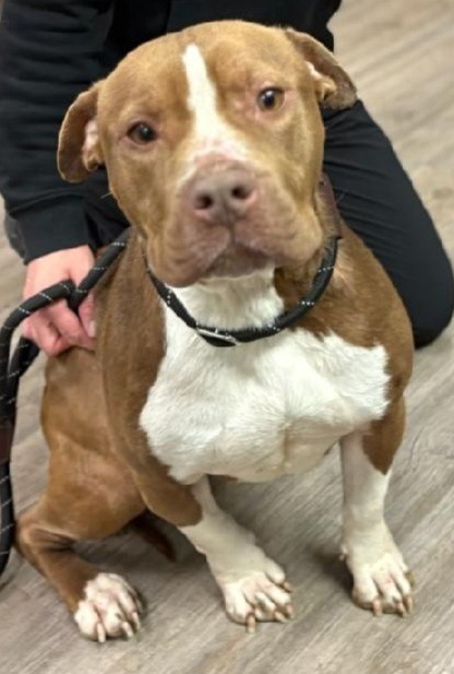 Punkin, an adoptable Mixed Breed in Muskegon, MI, 49442 | Photo Image 5