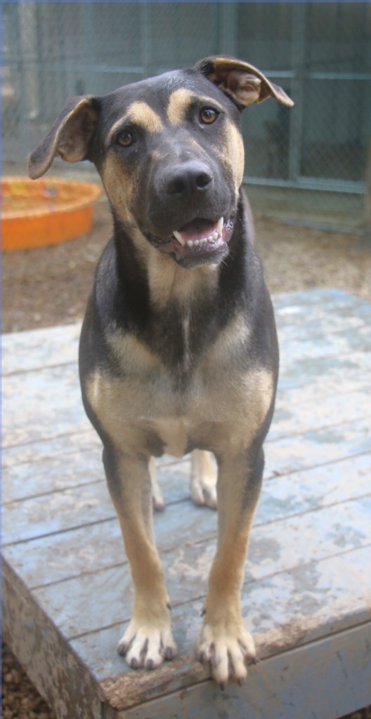Rocco 24