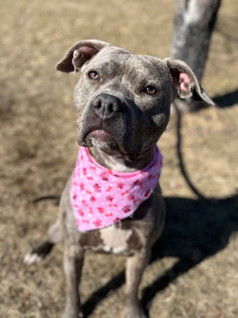 Cookie, an adoptable Mixed Breed in Menomonie, WI, 54751 | Photo Image 1