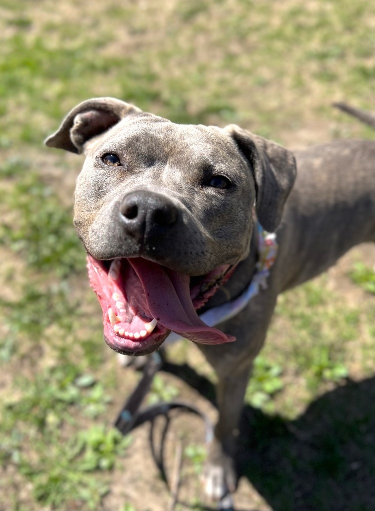 Cookie, an adoptable Mixed Breed in Menomonie, WI, 54751 | Photo Image 1