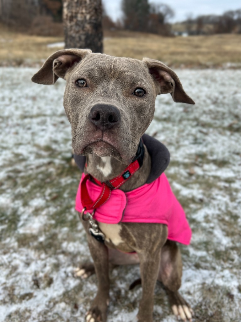 Cookie, an adoptable Mixed Breed in Menomonie, WI, 54751 | Photo Image 2