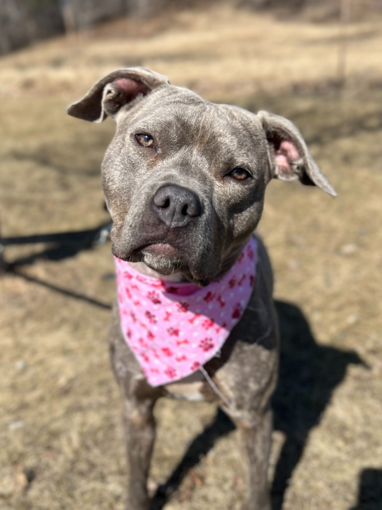 Cookie, an adoptable Mixed Breed in Menomonie, WI, 54751 | Photo Image 5