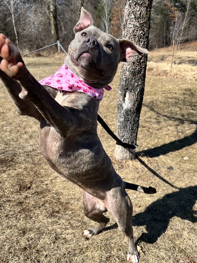 Cookie, an adoptable Mixed Breed in Menomonie, WI, 54751 | Photo Image 6