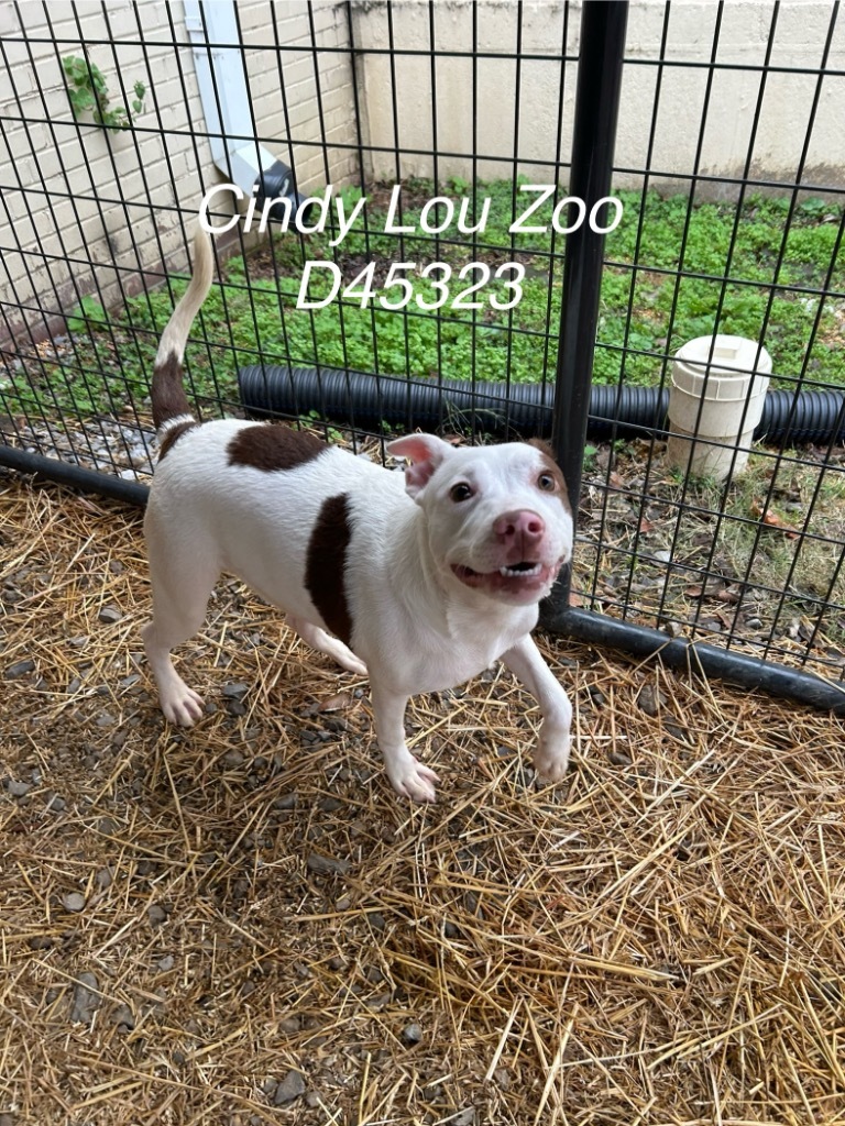 Cindy Lou Zoo (Zoey)