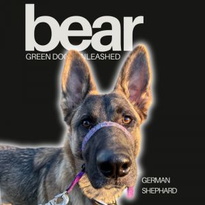 Bear