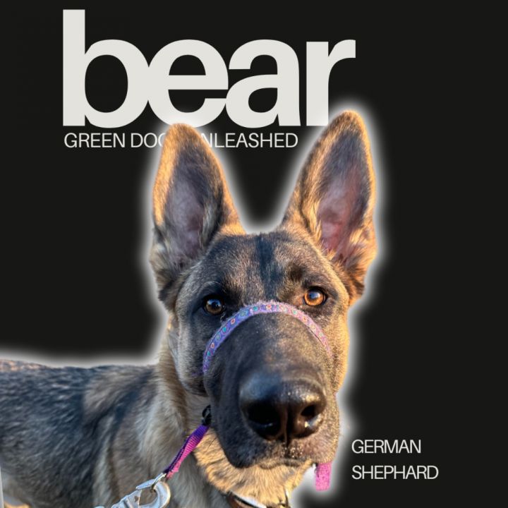 Bear 1