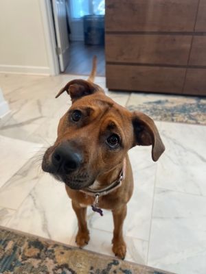 SHYANN PAWS, Adult Female Terrier