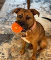 SHYANN PAWS photo 2