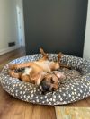 SHYANN PAWS photo 3