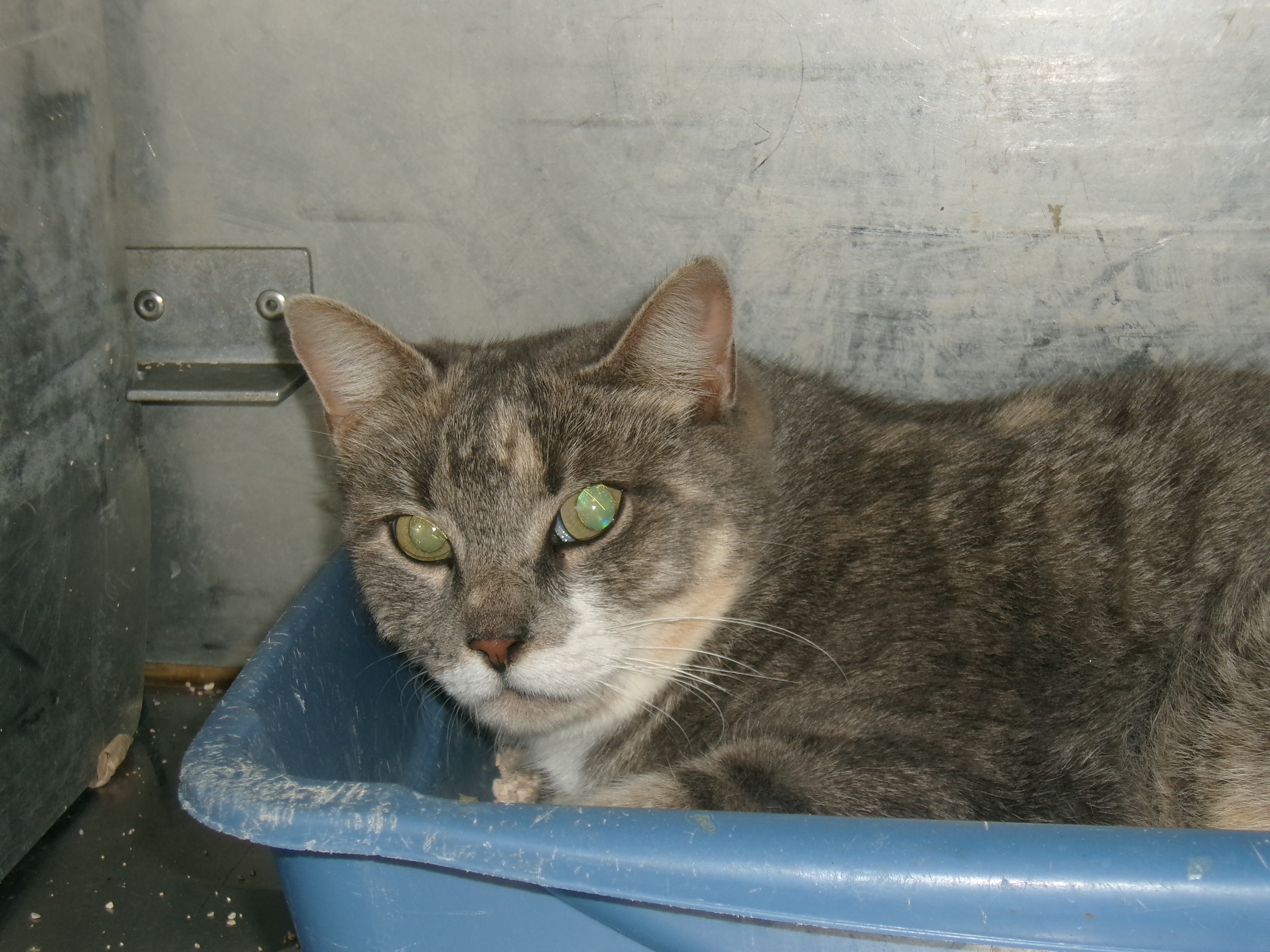 82306, an adoptable Domestic Short Hair in Clovis, NM, 88101 | Photo Image 1