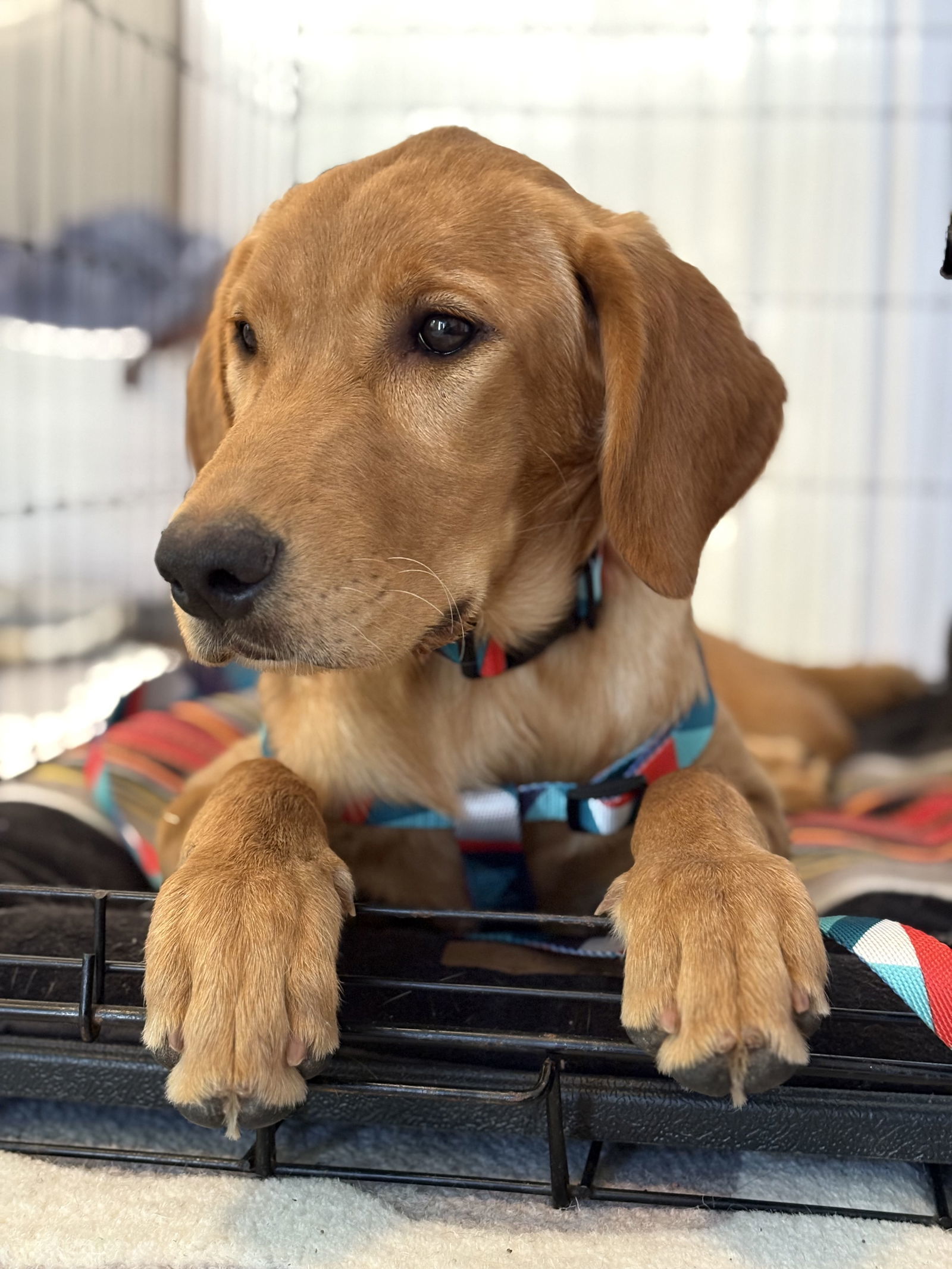 Grace - So Gorgeous!, an adoptable Golden Retriever, Setter in Seattle, WA, 98119 | Photo Image 1