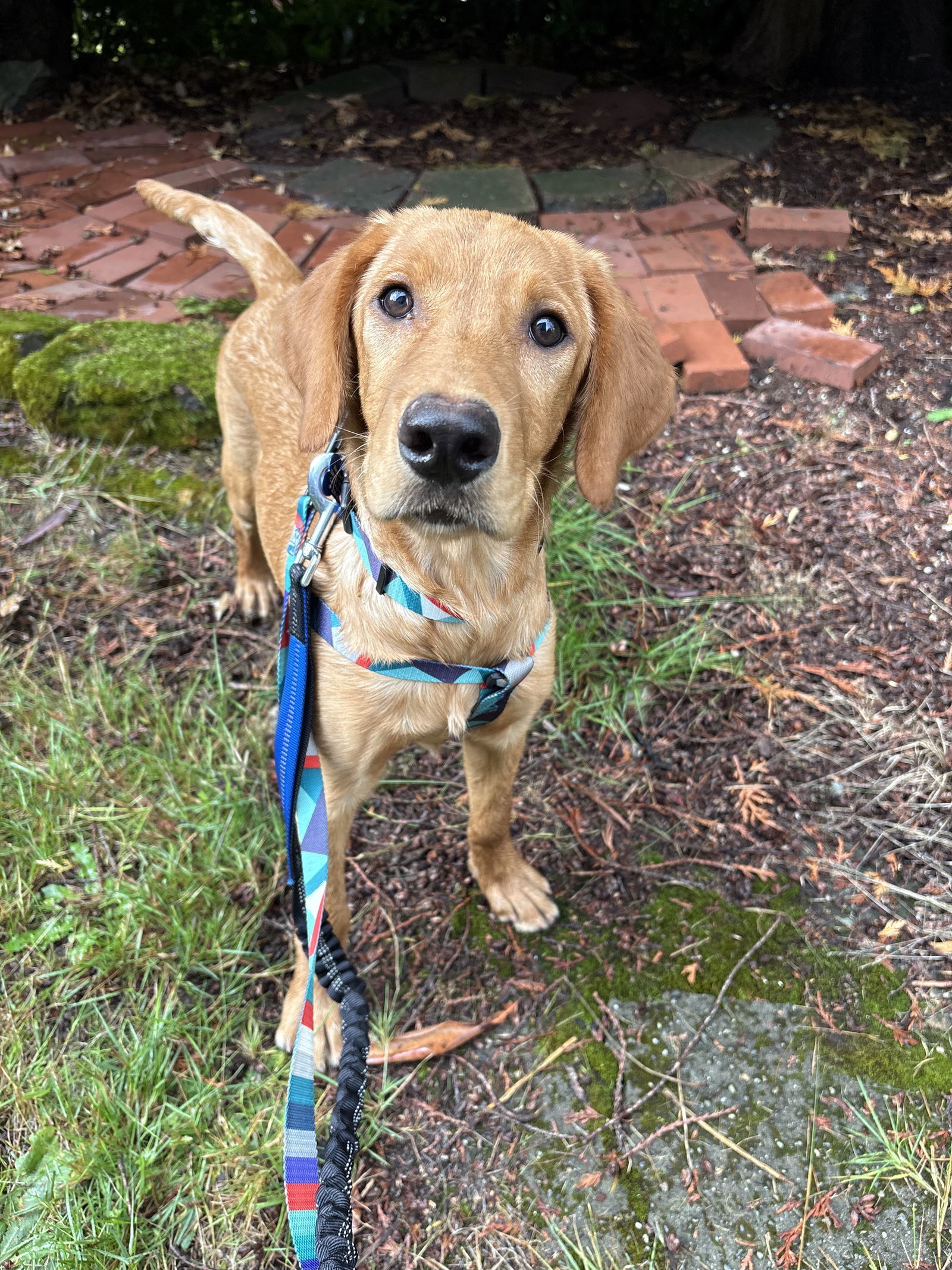 Grace - So Gorgeous!, an adoptable Golden Retriever, Setter in Seattle, WA, 98119 | Photo Image 2