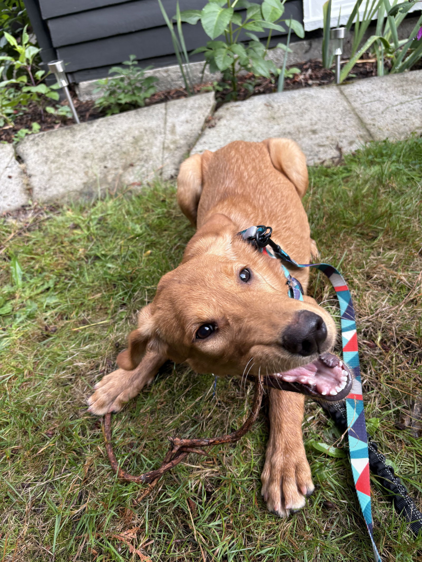 Grace - So Gorgeous!, an adoptable Golden Retriever, Setter in Seattle, WA, 98119 | Photo Image 3