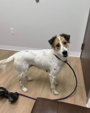 You can fill out an adoption application online on our official websitePoppy TX is a female colli
