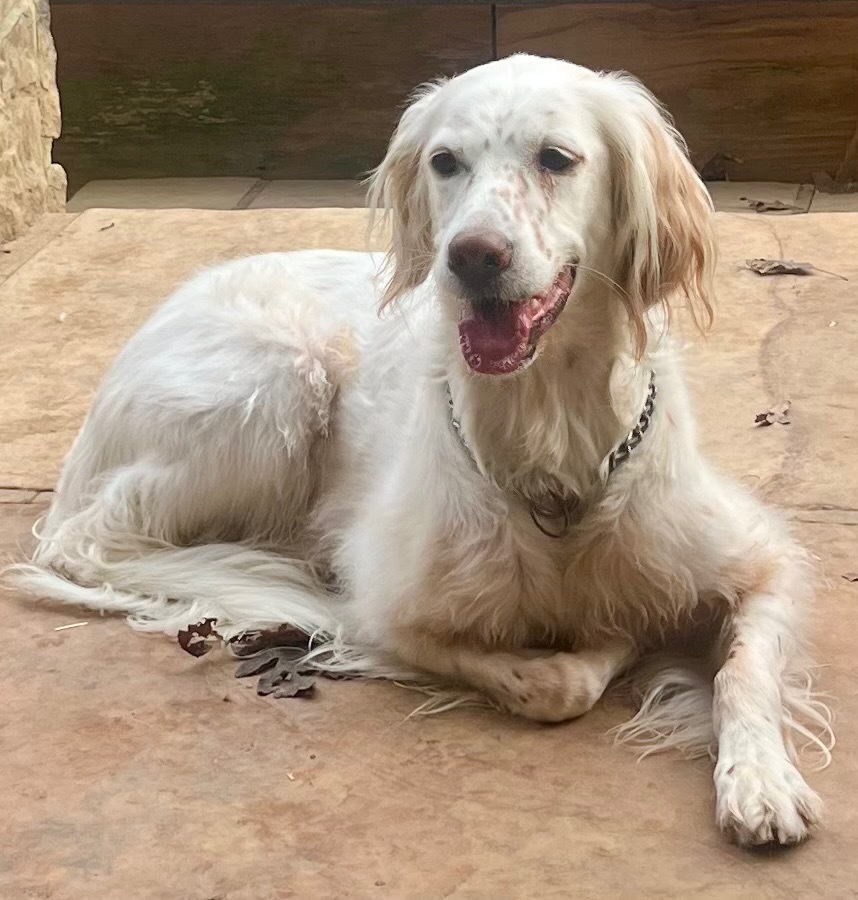 Lilly / Jazzy, an adoptable Setter in Crossville, TN, 38557 | Photo Image 1