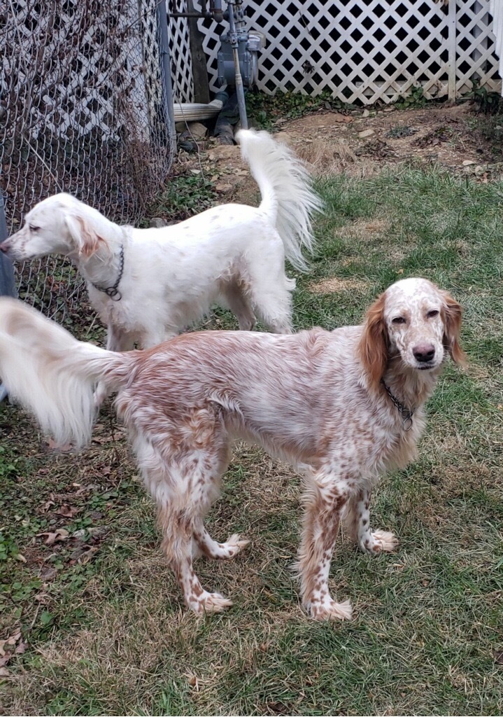 Lilly / Jazzy, an adoptable Setter in Crossville, TN, 38557 | Photo Image 2