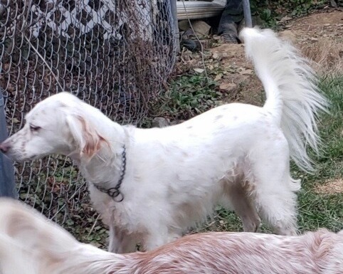 Lilly / Jazzy, an adoptable Setter in Crossville, TN, 38557 | Photo Image 3