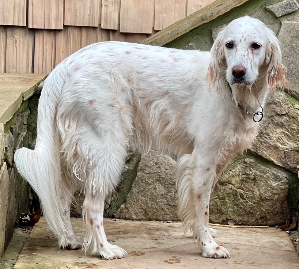 Lilly / Jazzy, an adoptable Setter in Crossville, TN, 38557 | Photo Image 5