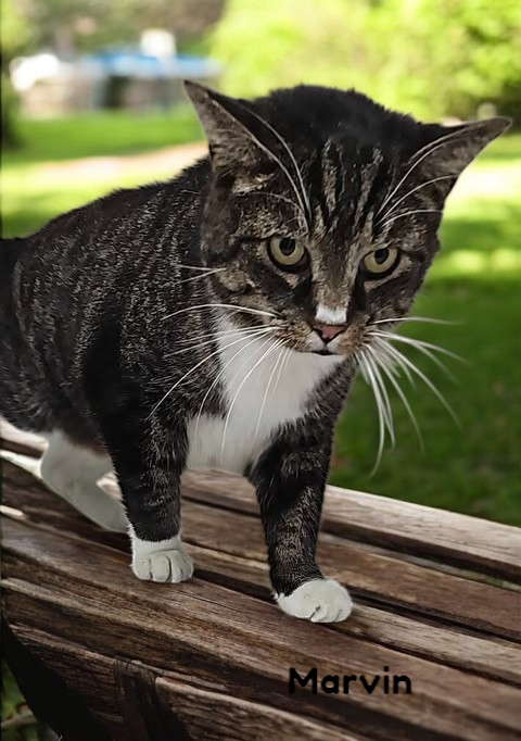 Marvin