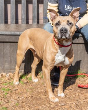 Race on over to the shelter to meet sweet big-eared INDY She is a beige and white mama dog with