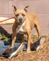 Indy- IN FOSTER photo 3