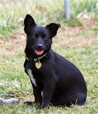 Hawaiian Island Pup - Maui, an adoptable Feist in Fairfax, VA, 22030 | Photo Image 1