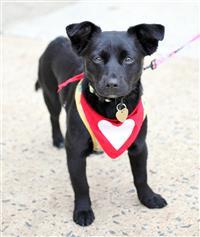 Hawaiian Island Pup - Maui, an adoptable Feist in Fairfax, VA, 22030 | Photo Image 2