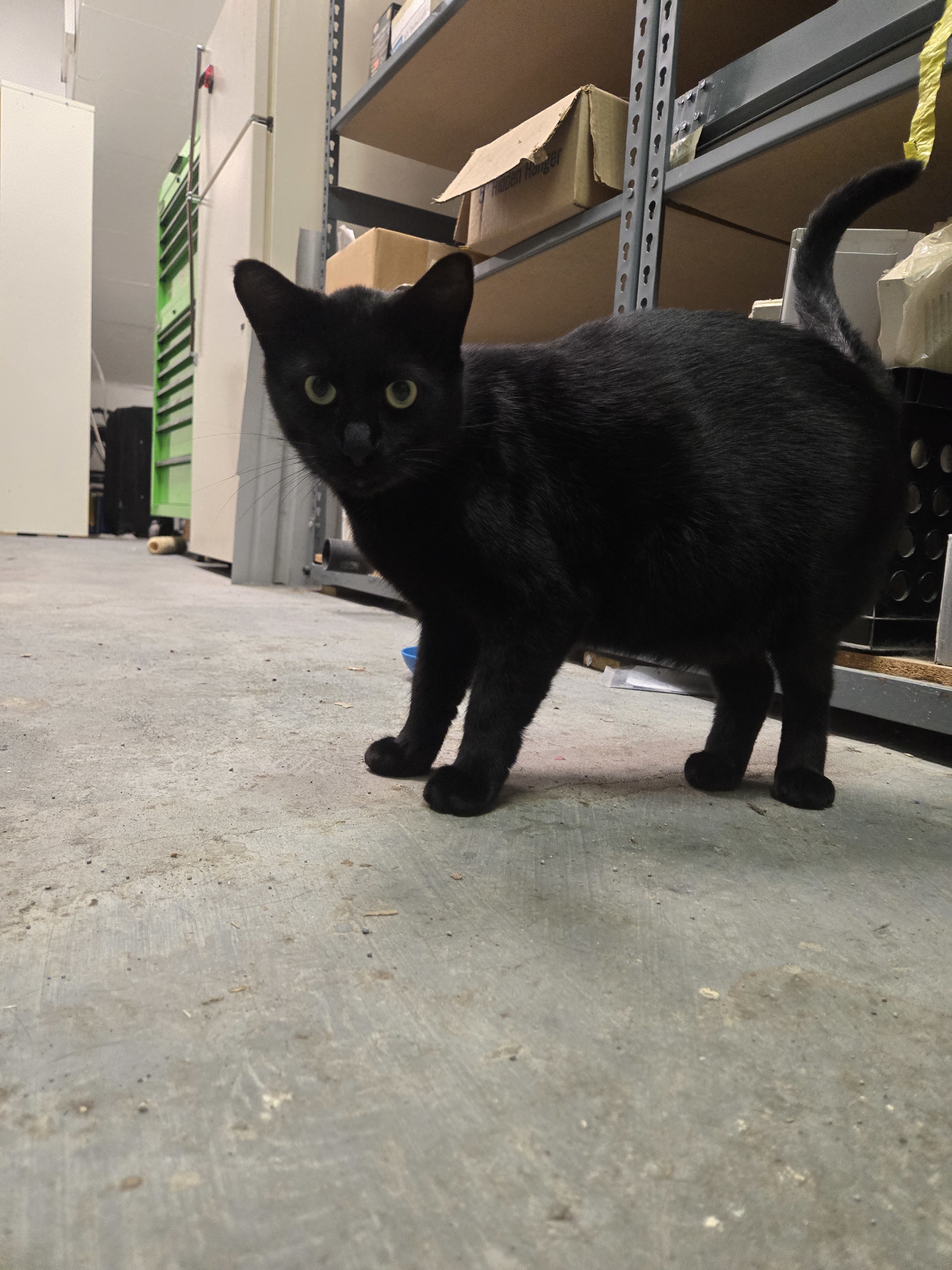 Shadow, an adoptable Domestic Short Hair in Reeseville, WI, 53579 | Photo Image 4