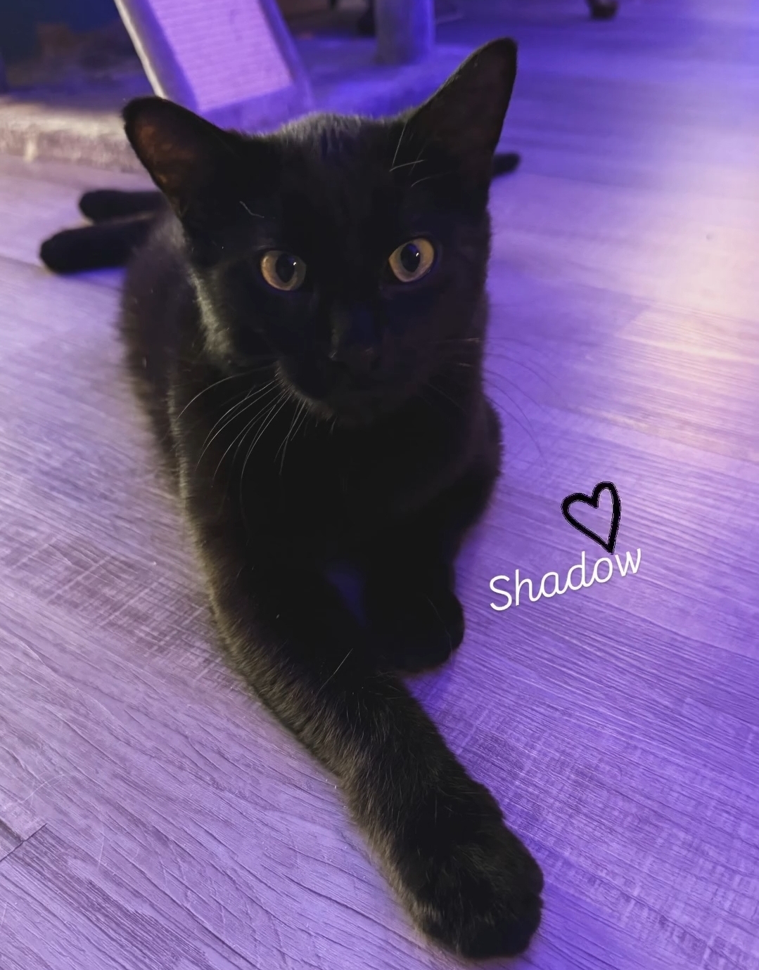 Shadow, an adoptable Domestic Short Hair in Reeseville, WI, 53579 | Photo Image 5
