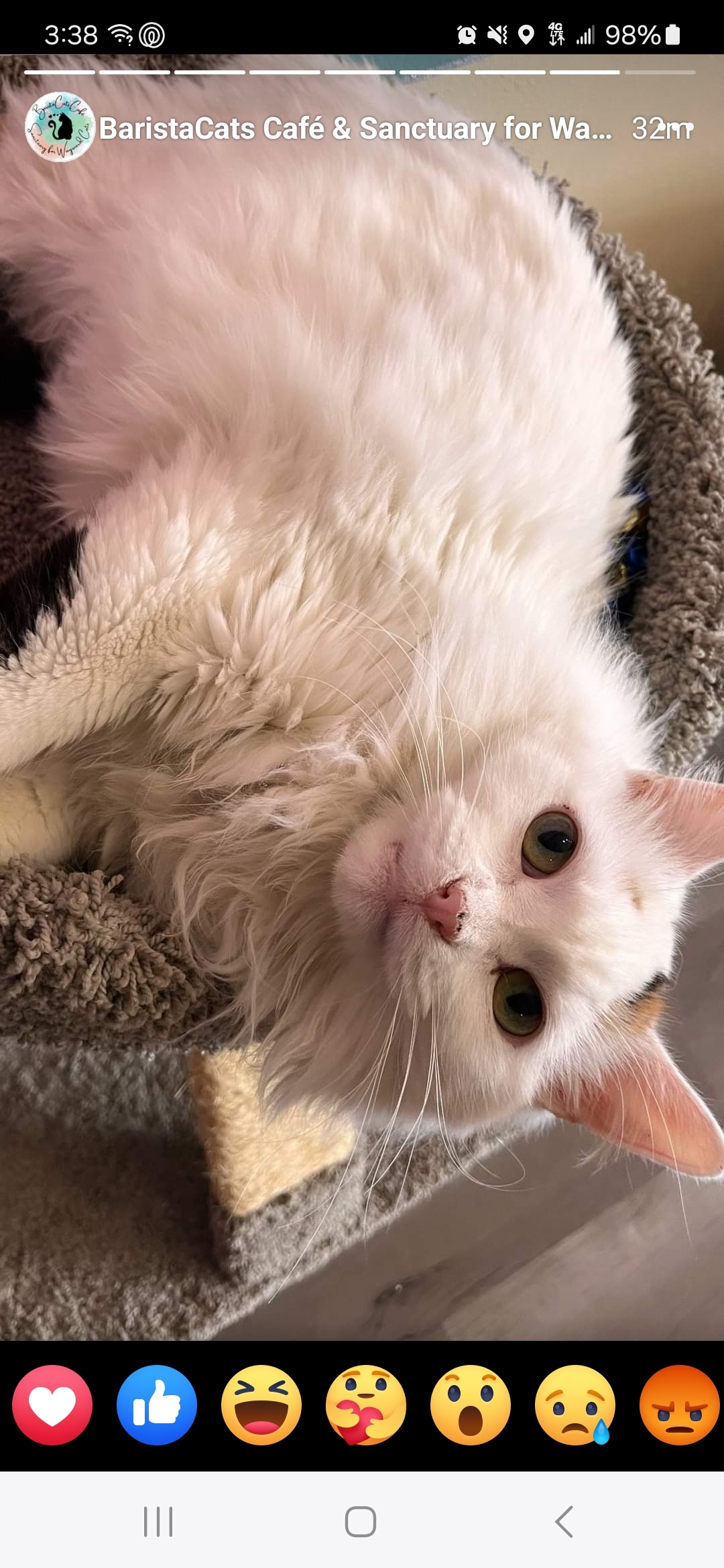 Muffy, an adoptable Domestic Long Hair in Reeseville, WI, 53579 | Photo Image 2