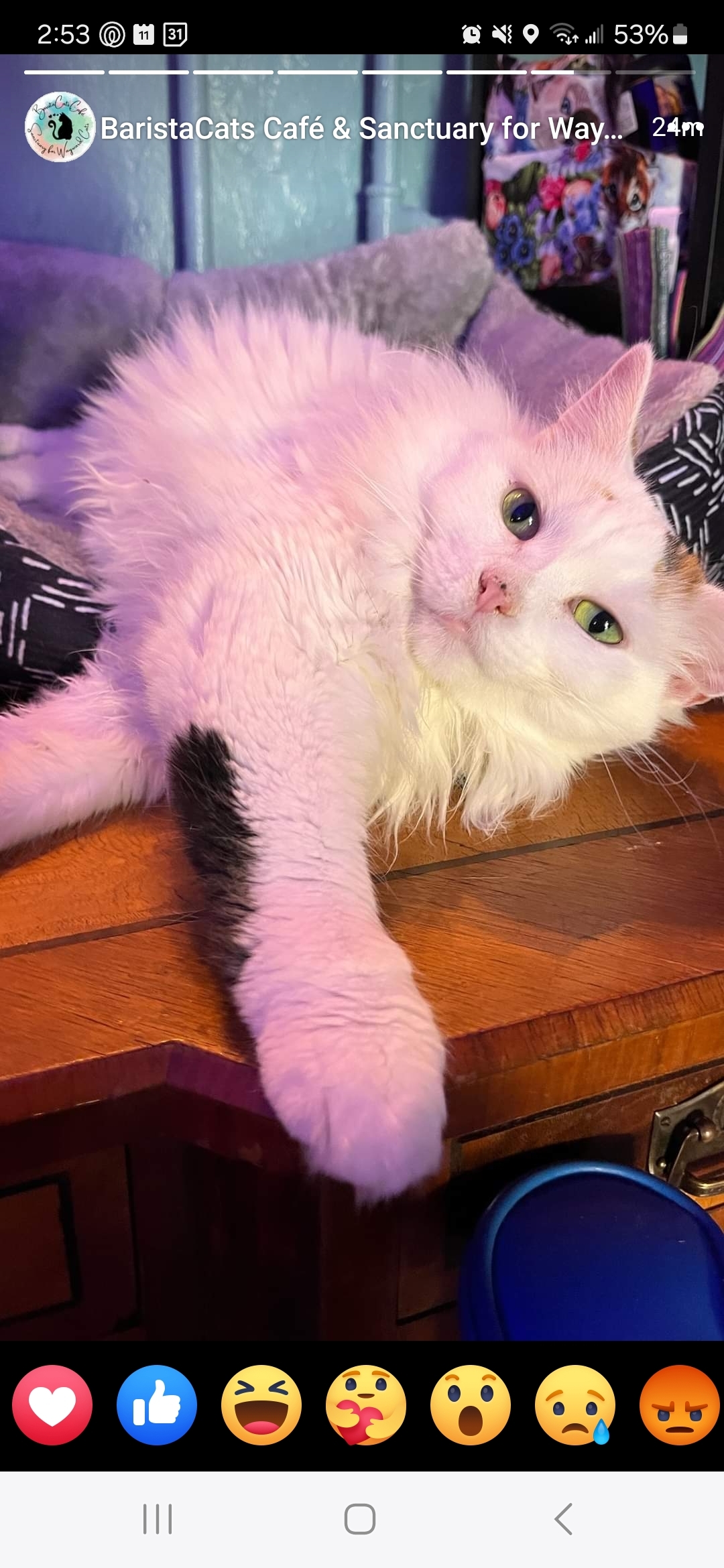 Muffy, an adoptable Domestic Long Hair in Reeseville, WI, 53579 | Photo Image 3