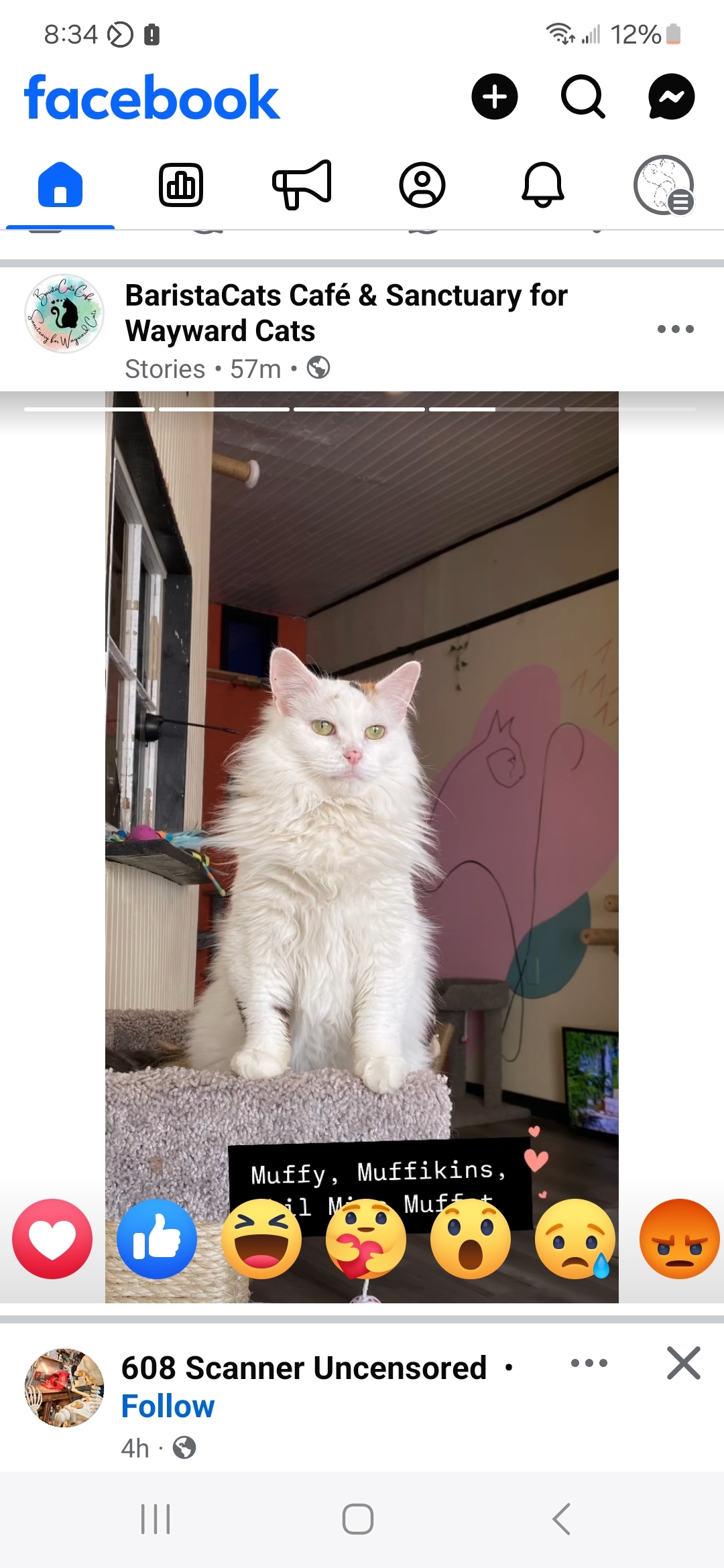 Muffy, an adoptable Domestic Long Hair in Reeseville, WI, 53579 | Photo Image 5