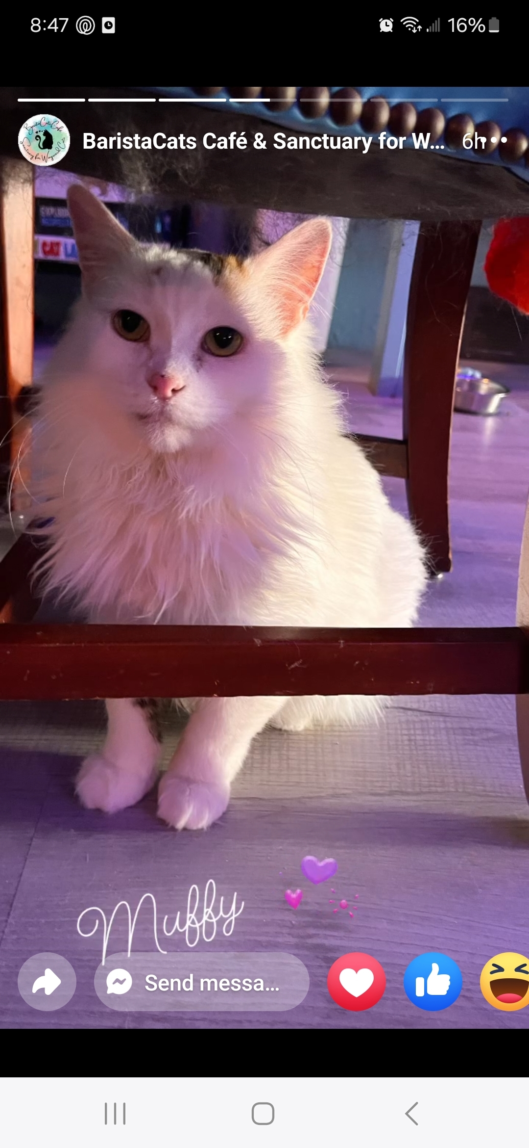 Muffy, an adoptable Domestic Long Hair in Reeseville, WI, 53579 | Photo Image 6