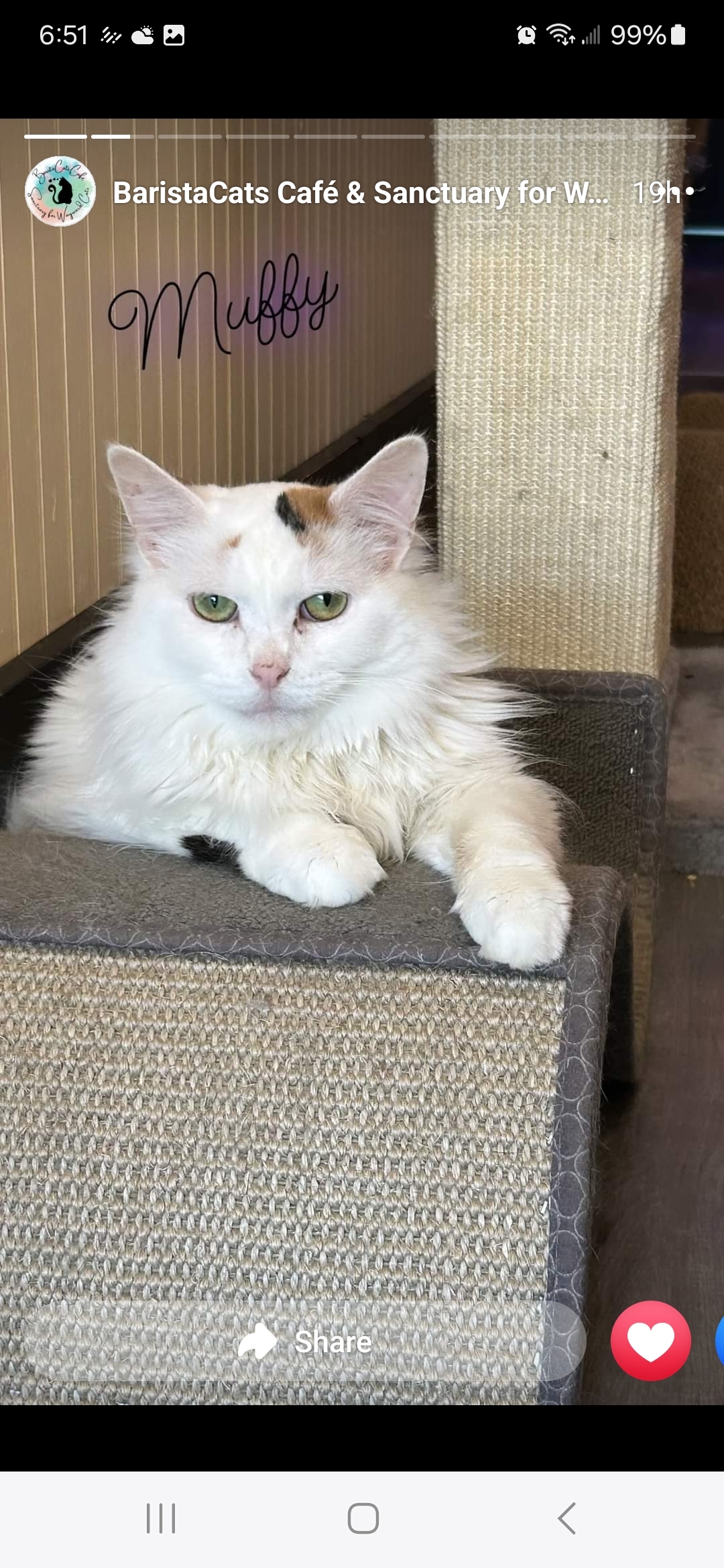 Muffy, an adoptable Domestic Long Hair in Reeseville, WI, 53579 | Photo Image 7